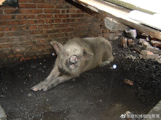 获救后的“猪坚强”? 建川博物馆官方微博 图